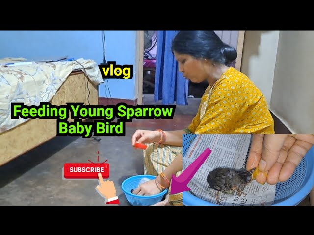 Feeding Young Baby Bird 🐣: New vlog  #sparrow #home  @rroshan407  