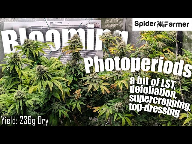 How I Grow Photoperiods -5- Bloom: LST and Defoliation- Spiderfarmer SE3000+Supplemental