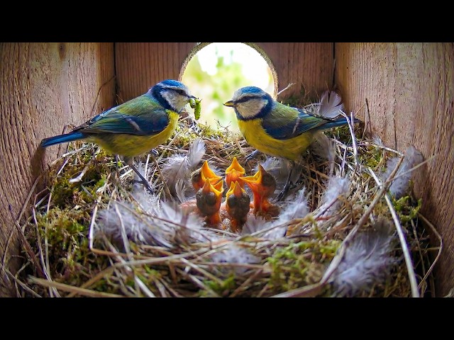 Eurasian Blue Tit: 49 Days From Egg To Survivor