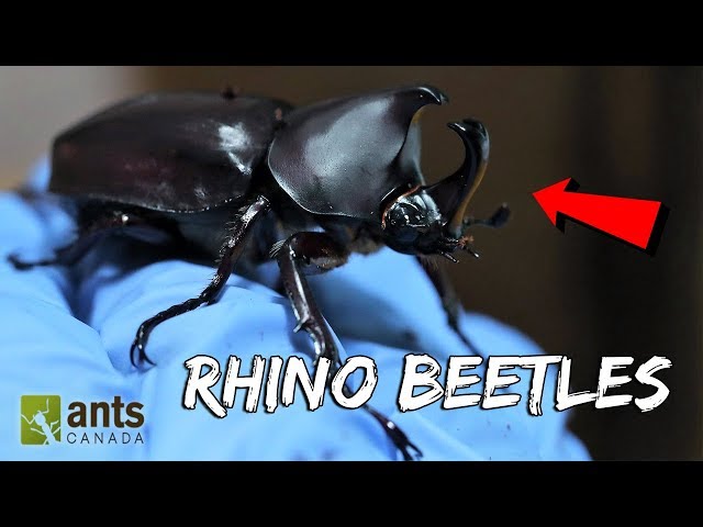 I Raised Massive Rhino Beetles