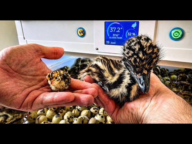 300 Tiny Eggs vs. 1 GIANT Emu Egg!