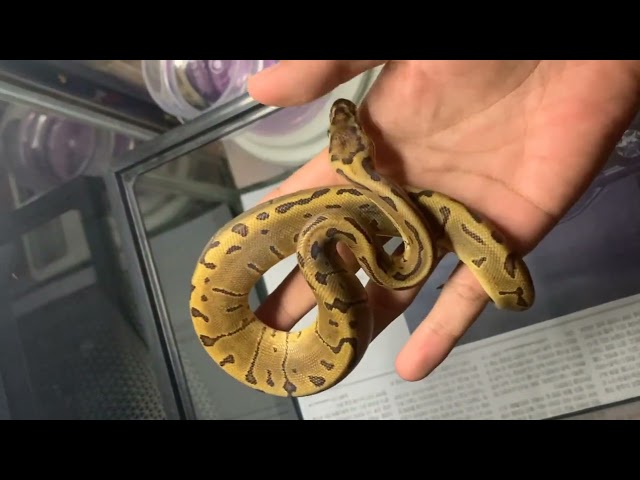 Male LEOPARD PINSTRIPE DOUBLE HET HYPO DESSERT GHOST BALL PYTHON, Reupload