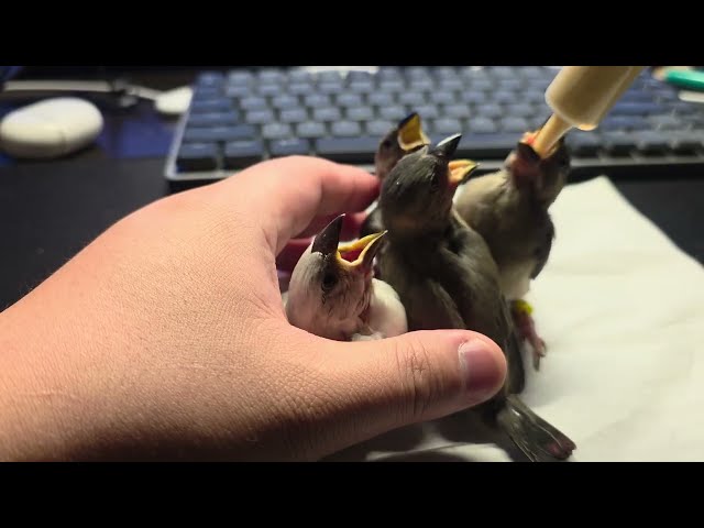 Java finches  (Day 25)
