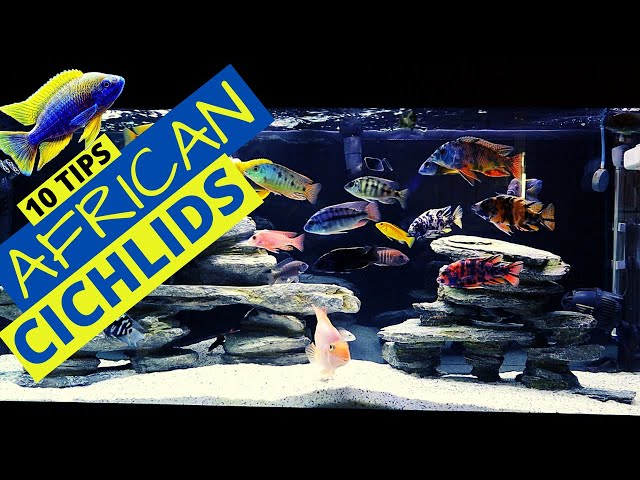 Top 10 African Cichlid Tank Essentials Every Aquarist Needs