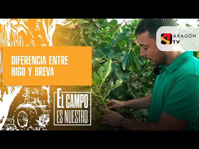 Diferencia entre higo y breva