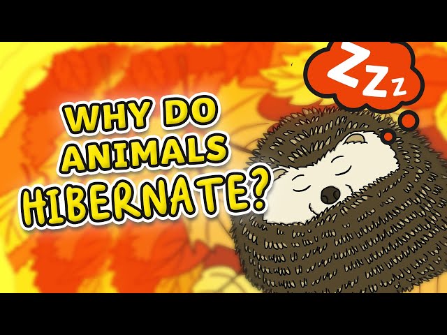 What is Hibernation? | Hibernation for Kids!