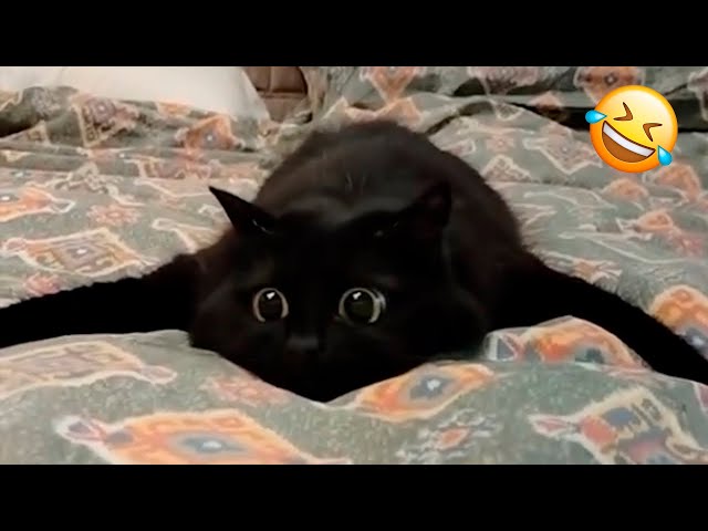 You Laugh You Lose 😹 Funniest Cats and Dogs 2025😂 Part 4