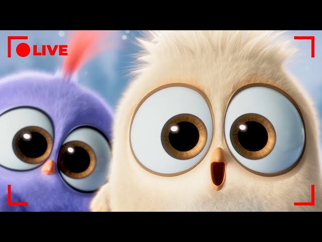 🔴 LIVE Angry Birds Party | Hatchlings Best Moments