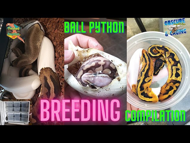 FULL Ball Python Breeding Guide