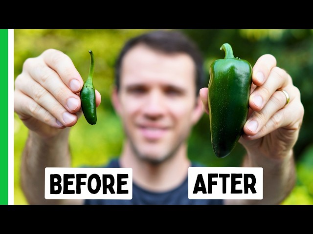 Stop Settling for Tiny Peppers