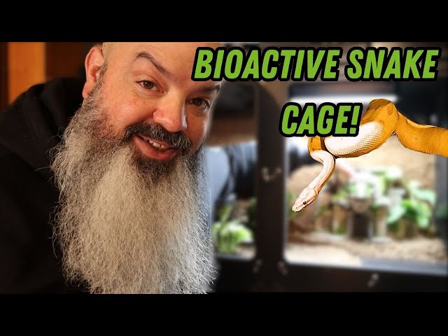 New Bioactive Vivarium Build!