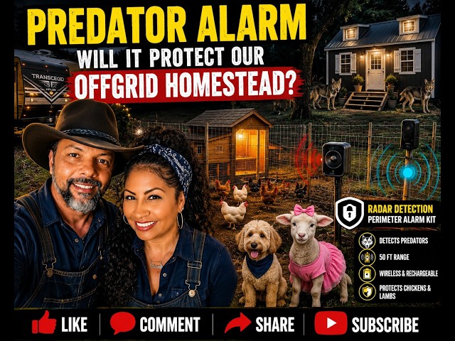 We Did This To Protect Our Chickens and Baby Lamb🐔🐑 from  Predators🐔🐑On Our OffGrid Homestead!