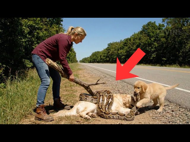 Rescuers Save a Golden Retriever Trapped and Crying for Help