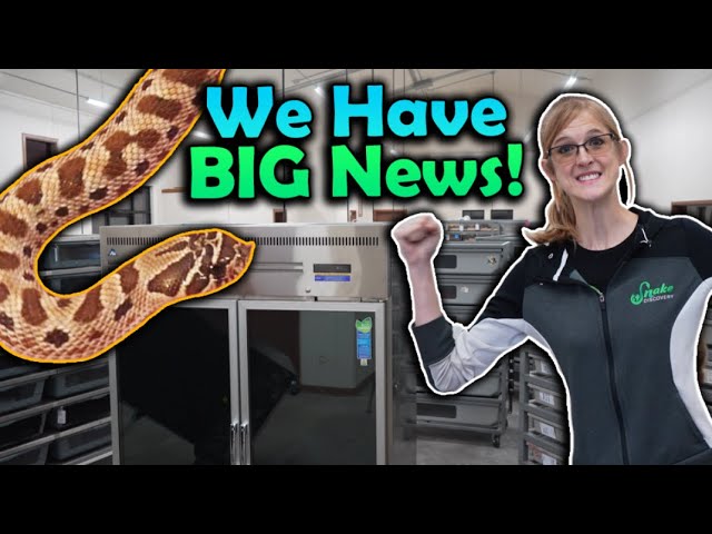 We Bought a Snake Breeding Facility!!