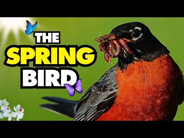 Why are American Robins So Deeply Connected to Spring?