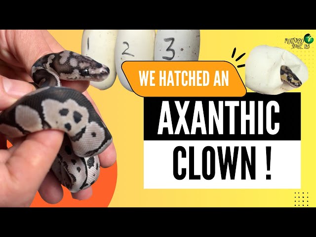 We Hatched an Incredible Axanthic Clown Ball Python!  
