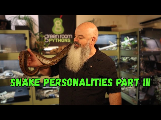What Actually Shapes a Pet Snake's Personality?