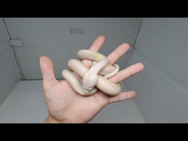 Cow Reticulated Python Male 3 (05/11/26)