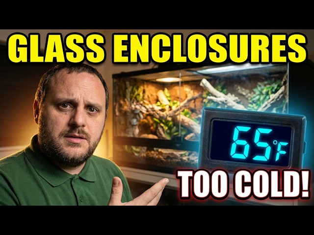 Before You Buy a Glass Reptile Tank, Watch This
