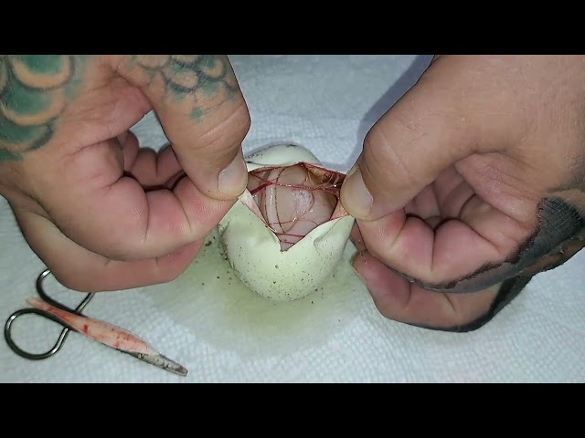 2026: Clutch #12: Ball Python EGGS! Pinstripe, Pastel, Bullseye, Yellowbelly & G-Stripe 👀💥  Wow!