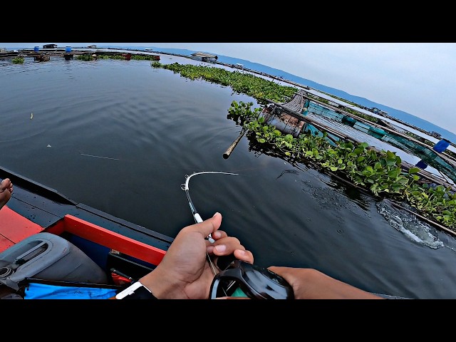 REKOR CASTING GABUS TOMAN JATILUHUR, SAMPAI TERJUNGKAL AKIBAT PERLAWANAN IKAN TOMAN MONSTER GENGS