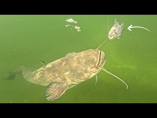 Insane Catfish Attacks in Crystal Clear Water (4K) - Filmed Underwater with Kanama Smart Baits !