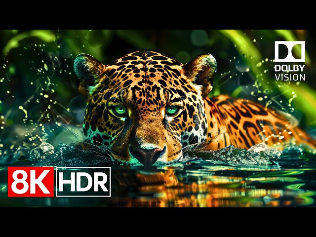 Push Your TV to the Limit | Ultimate 8K HDR 120fps Dolby Vision Demo