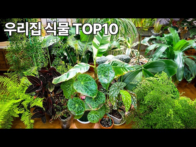 🌿Korean Houseplant Tour | Top 10 Plant Updates (New & Rare Plants!)