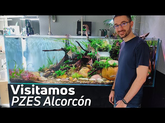 Peces Exóticos y Acuarios Impresionantes en Pzes Alcorcón | Tienda de Acuariofilia 🐠🌿