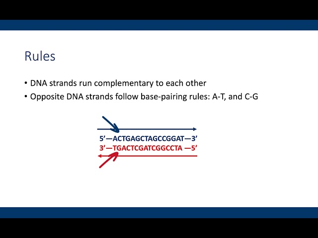 Writing complementary DNA sequences