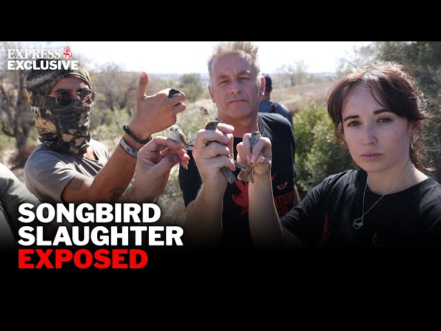 Chris Packham EXPOSES illegal slaughter responsible for THOUSANDS of songbird deaths in Cyprus