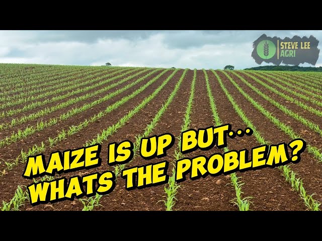 THERE’S A PROBLEM WITH OUR MAIZE! 