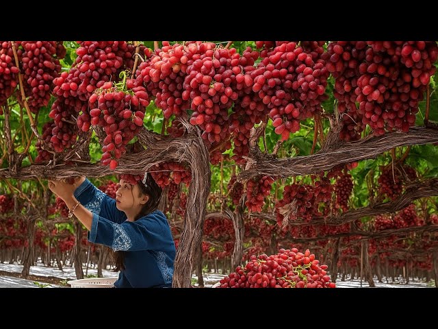 How red globe grapes are grown and handpicked — from root to harvest.