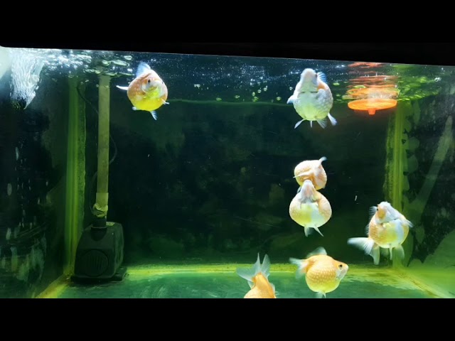 Ping Pong Pearlscale Goldfish