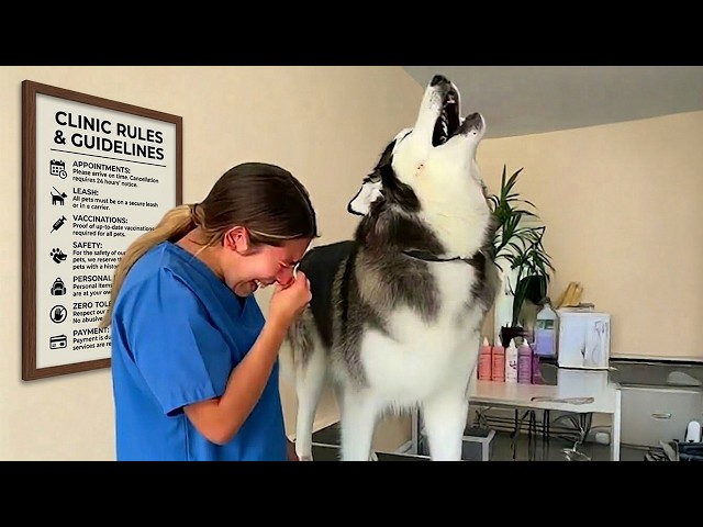 The Most DRAMATIC Huskies of 2026    So Far! 🤣 NEW Funny Dog Videos