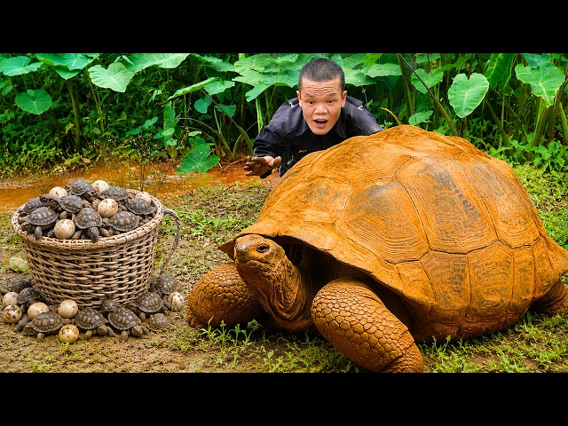 Catches TURTLES and Faces an Attack from an ANCIENT PYTHON | Dwarf Family Primitive Survival Skills