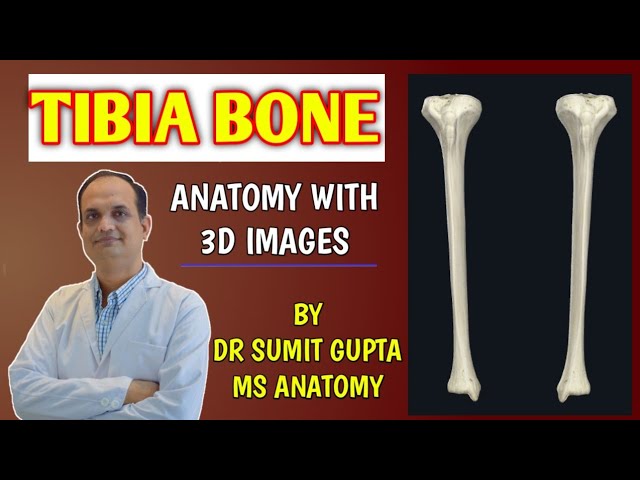 TIBIA BONE ANATOMY