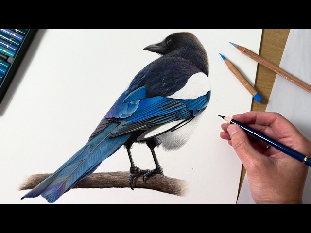 Drawing A Magpie Bird In Colored Pencil