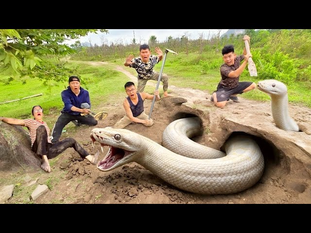 Top 5 best videos: Brave experts dig up and capture a huge, aggressive white python.