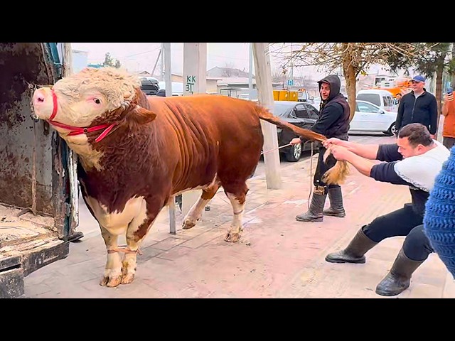 Daily Moshkichiri – Made with meat from a $10,000 bull!