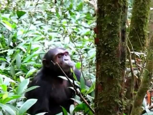 Chimp Vocalizations