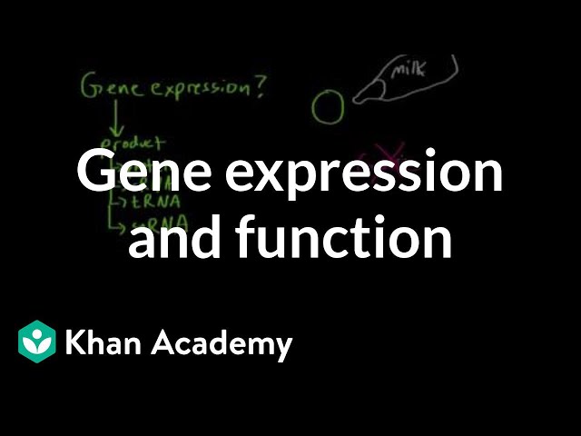 Gene expression and function | Biomolecules | MCAT | Khan Academy