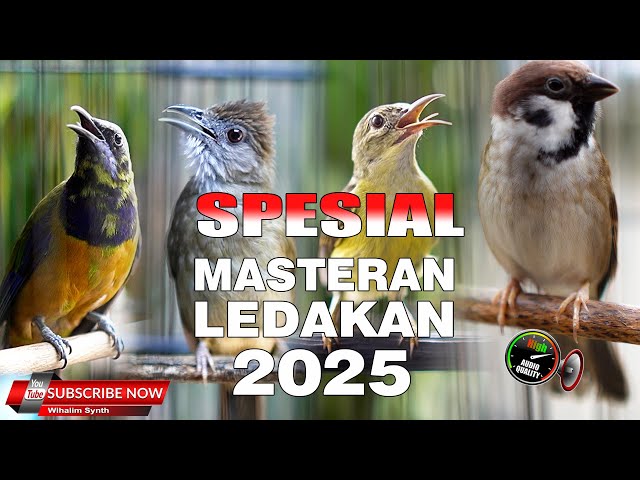MASTERAN SPESIAL LEDAKAN 2024 KOMPILASI MEWAH UNTUK SEMUA JENIS BURUNG MURAI BATU DAN CUCAK IJO !!