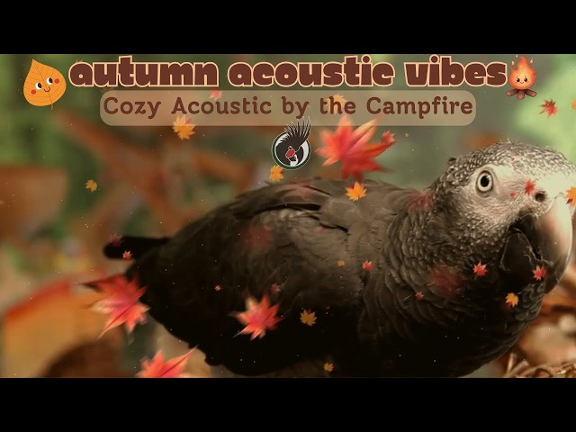 Autumn Acoustic Vibes🍁Cozy Fall Vibes w/Calm Acoustic Guitar/Bird/Campfire Nature Sounds🍂 Parrot TV🦜