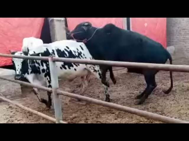 Successful breeding of small cows with a big bull
