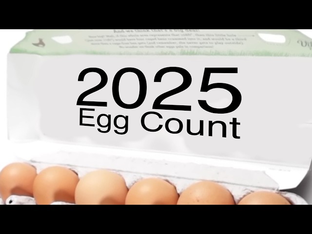HowToBasic 2025 EGG COUNT