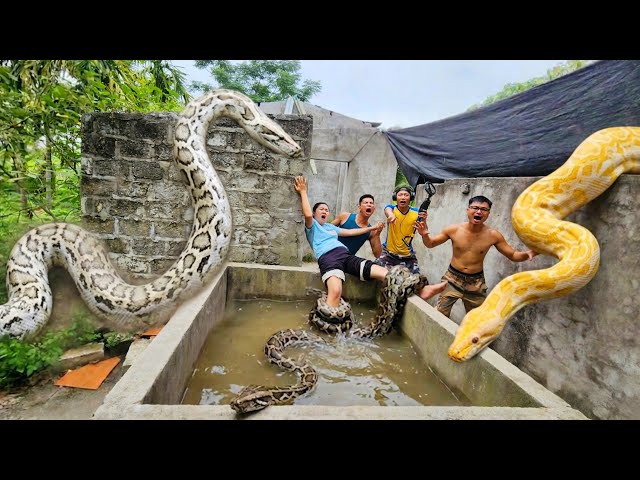 Brave soldiers rescue young girl from giant pythons.