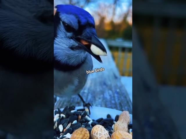 Blue java Backyard birds field Guide#birds#bird#fyp#Mordecai#birdwatching@NexusBirds @SarfrazLahori