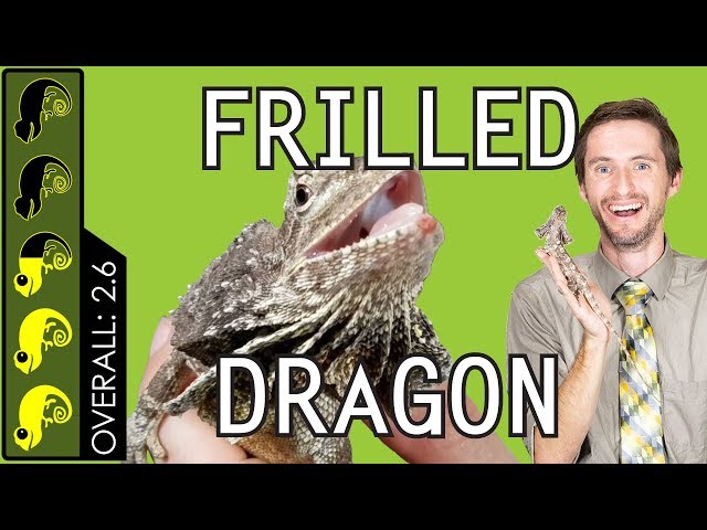 Frilled Dragon, The Best Pet Lizard?
