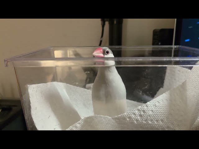 Java finch in a box